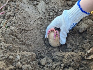 Woman manually plants potato tubers in ground