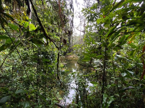 jungla mocoa putumayo