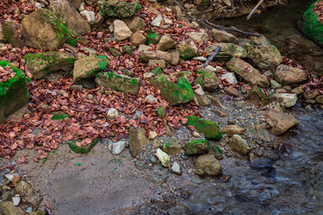 rocks next to a river. a creek with rocks. stones with moss in a forest. dead leaf falling on rocky ground