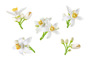 Neroli white flowers and buds set isolated transparent png. Citrus bloom. Five orange tree blossoms.