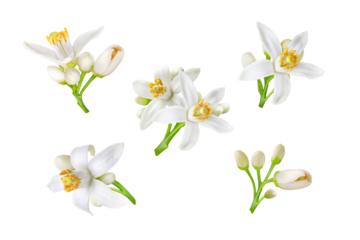 Neroli white flowers and buds set isolated transparent png. Citrus bloom. Five orange tree blossoms.