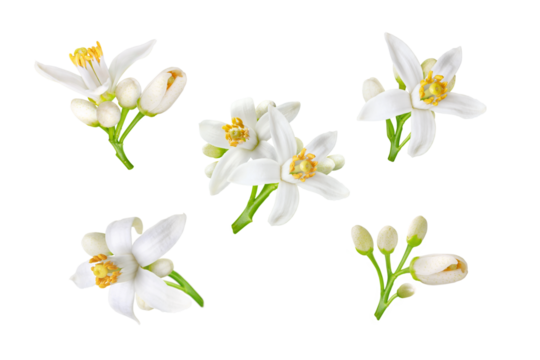 Neroli white flowers and buds set isolated transparent png. Citrus bloom. Five orange tree blossoms.
