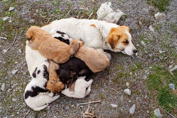Mom dog and her little puppies are resting on the ground close-up. Homeless street animals