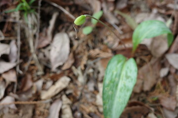 里山の花　実をつけたカタクリ