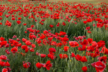 Campo de amapolas al anochecer