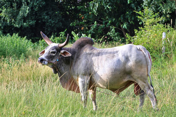 A white bull with large curved horns on its head.