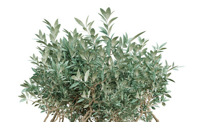 3d green plants for landscaping isolated on transparent background, garden design, 3d render illustration.