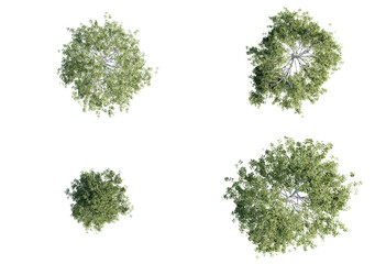 3d Plant Trees Betula Pendula Top view Cutout PNG © Rio