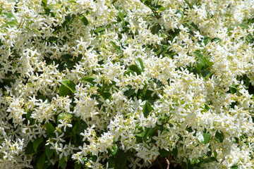 Flores de jazmín