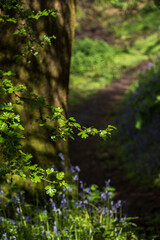 Leaves and bluebells with a path through the countryside