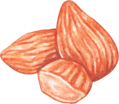 watercolor almond