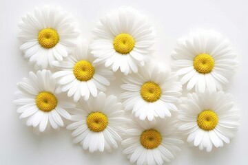 Obraz premium Daisy isolated on white background, flower