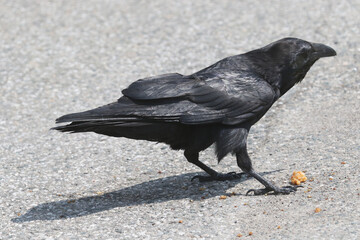 Raven in city parking lot eating human food scraps