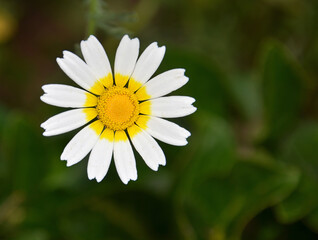 daisy flower - 601435347