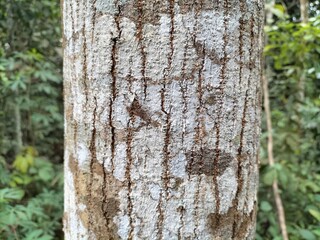 abstract image of mahogany tree bark showing hard and beautiful texture.