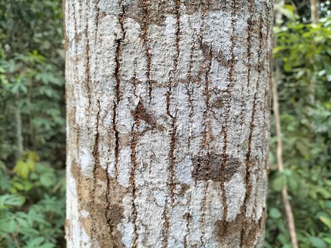 abstract image of mahogany tree bark showing hard and beautiful texture.