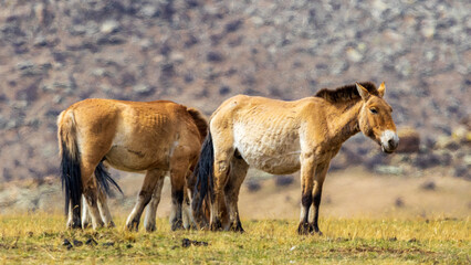 Naklejka premium Mongolia / takhi / Wildlife / Nature