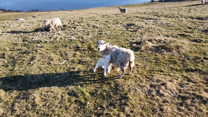 sheep in the field