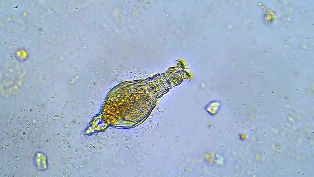 Microorganisms Under Microscope. Organisms Unicellular.