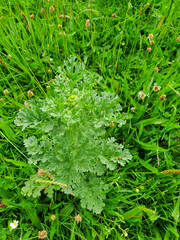 Close up shot of ragwort plant growing in amongst the grass of horse field.Ragwort is a poisonous plant and dangerous to horses and livestock.