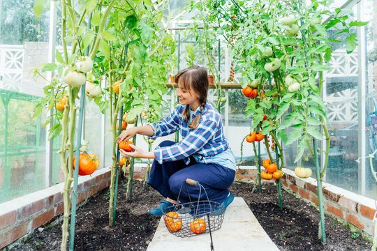 Young Smiling Woman Picking Ripe Red Big Beef Tomato In Green House Farm. Harvest Of Tomatoes. Urban Farming Lifestyle. Growing Organic Vegetables In The Garden. The Concept Of Food Self-sufficiency