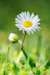 Macro photography of a daisy
