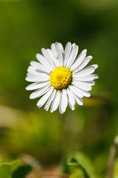 Macro photography of a daisy
