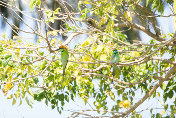 Green Bee-eater