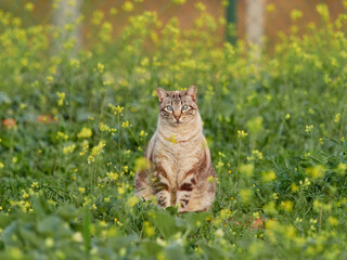 Feline. Stray cat. Felis catus.
