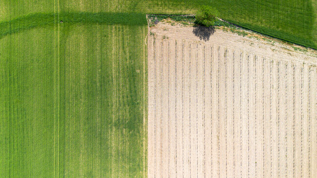 Aerial view vineyards in late spring in the Ribera del Duero denomination of origin area in Castilla y L&eacute;on in Spain