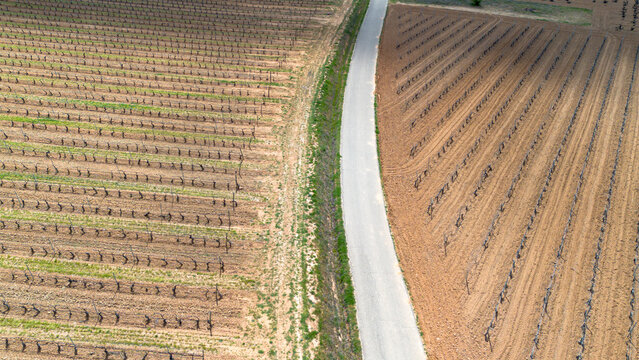 Aerial view vineyards in late spring in the Ribera del Duero denomination of origin area in Castilla y L&eacute;on in Spain