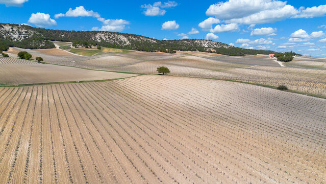 Aerial view vineyards in late spring in the Ribera del Duero denomination of origin area in Castilla y L&eacute;on in Spain