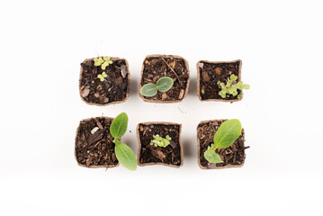 Vegetable seedlings, organic and biodegradable pot, homemade, isolated white background. Seedlings of squash, zucchini, cabbage, organic pot with potting soil. Seen from above. Home vegetable garden. 