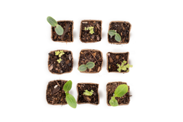 Vegetable seedlings, organic and biodegradable pot, homemade seedlings, isolated transparent background.