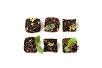 Vegetable seedlings, organic and biodegradable pot, homemade seedlings, isolated transparent background.