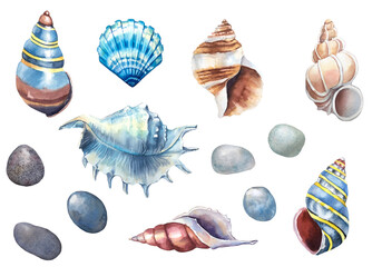 Watercolor nautical elements. Seashells collection