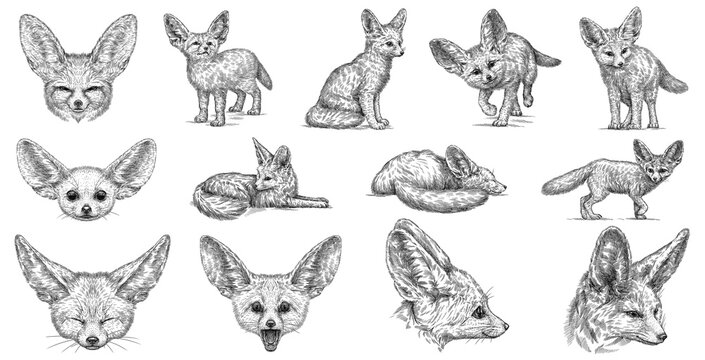 Vintage engraving isolated fennec set illustration ink sketch. Fox background fenech animal silhouette art. Black and white hand drawn image.