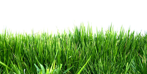Fototapeta na wymiar green grass on a transparent background