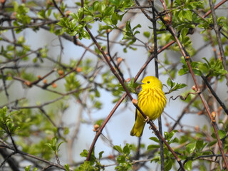 Yellow warbler perched on a branch to display his vivid yellow colouring