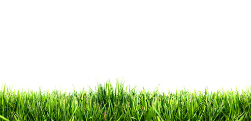 Fototapeta na wymiar green grass on a transparent background