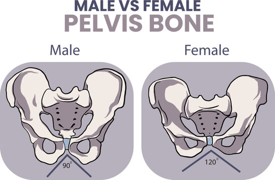 illustration of male vs female pelvis bone comparison