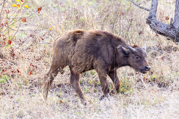 Cape Buffalo calf in Kruger NP