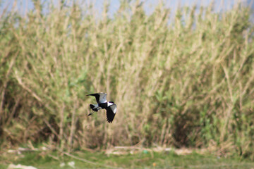 Spur-winged lapwing or spur-winged plover or Vanellus spinosus  bird fly on Orontes River, Selective focus.