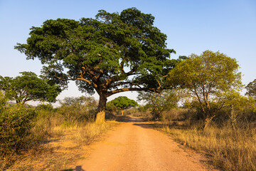Maroela trees next to a gravel road in Kruger NP
