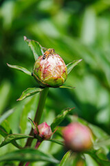 Macro photography of bee on a flower