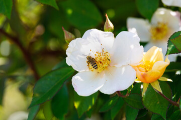 Obraz na płótnie Canvas Macro photography of bee on a flower