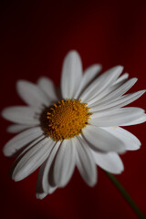 Fototapeta premium White star flowering macro botanical background leucanthemum maximum family asteraceae flowers blooming in a meadow close up of big size high quality white marguerites