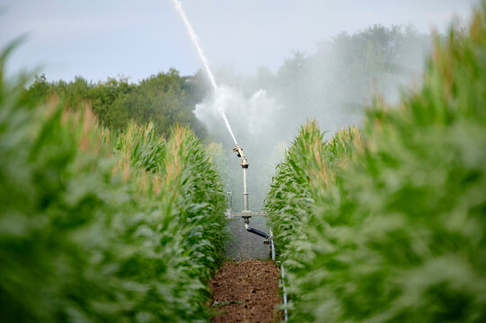 Irrigation of a corn field by an irrigation system in summer.