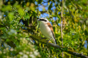 A male Red Backed Shrike sitting on a bush