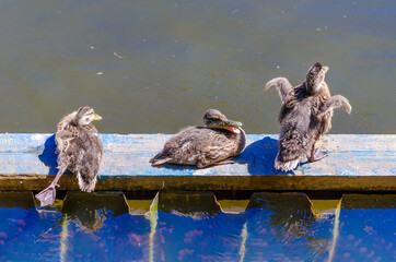 Three ducklings clean their feathers and bask in sun on a summer day. Wild duck chicks on the lake